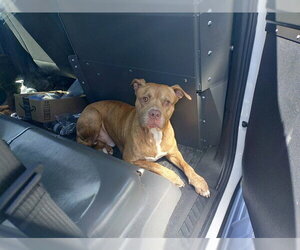 American Staffordshire Terrier Dogs for adoption in Fort Lauderdale, FL, USA