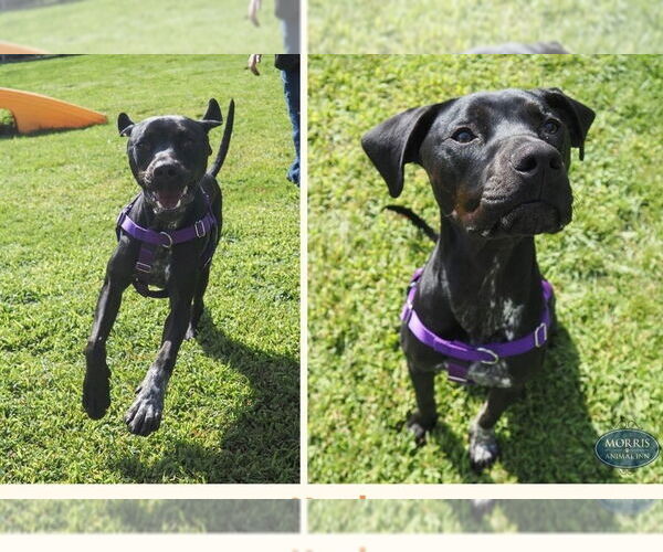 Medium Photo #4 German Shorthaired Pointer-Unknown Mix Puppy For Sale in Rockaway, NJ, USA