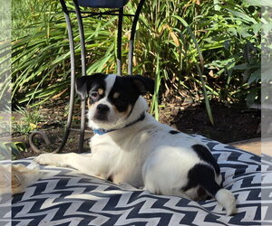 Pookie - Male Chug Dog for Adoption - Photo #3