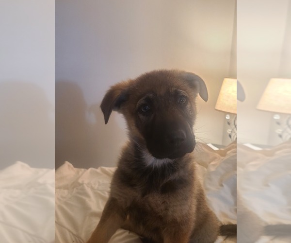Medium Photo #1 German Shepherd Dog Puppy For Sale in MONTREAL, MO, USA