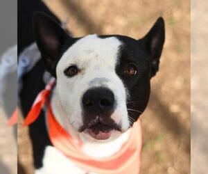 American Staffordshire Terrier Dogs for adoption in San Antonio, TX, USA