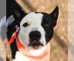Small American Staffordshire Terrier