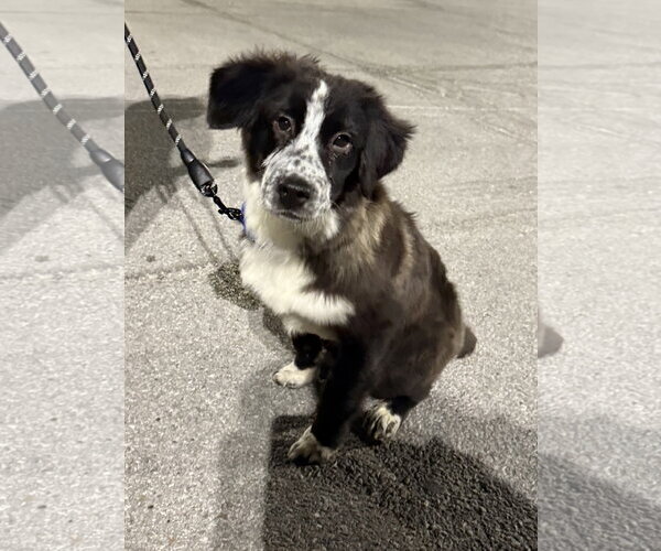 Medium Photo #2 Borador Puppy For Sale in Omaha, NE, USA