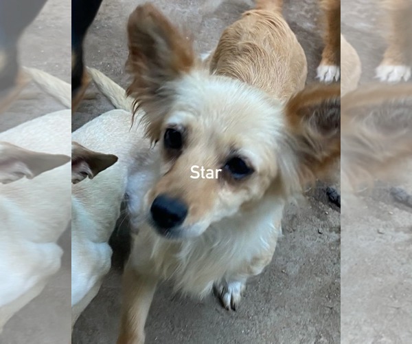 Medium Photo #3 Chihuahua Puppy For Sale in Seattle, WA, USA