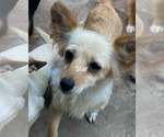 Small #2 Chihuahua
