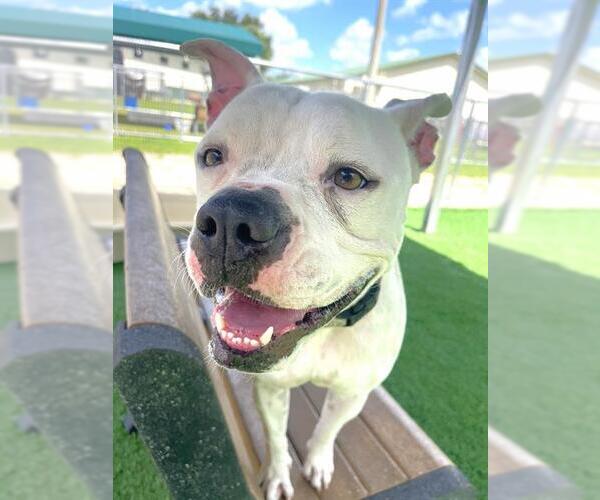 Medium Photo #3 American Bulldog Puppy For Sale in Naples, FL, USA