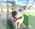 Small #2 American Bulldog