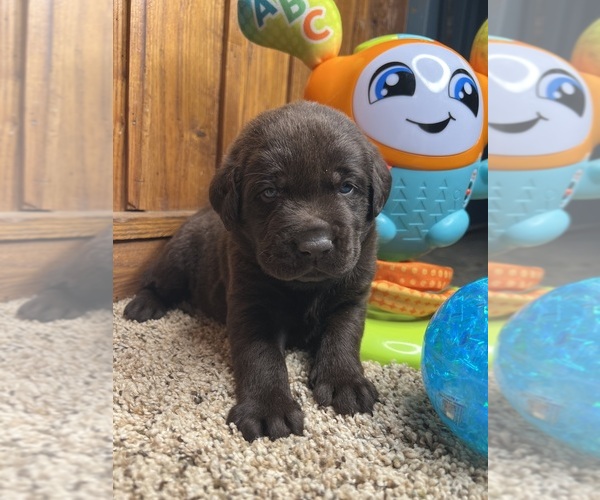 Medium Photo #4 Labrador Retriever Puppy For Sale in NEOLA, WV, USA