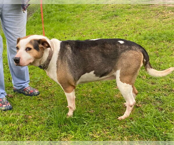 Medium Photo #4 Boxer-Unknown Mix Puppy For Sale in Canton, CT, USA