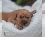 Small #7 Golden Retriever