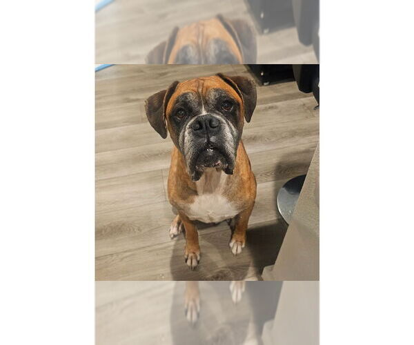 Medium Photo #4 Boxer Puppy For Sale in Austin, TX, USA