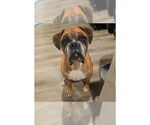 Small #3 Boxer