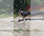 Small #2 Anatolian Shepherd Mix