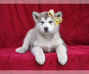 Alaskan Malamute Puppy for sale in LIBERTY, KY, USA