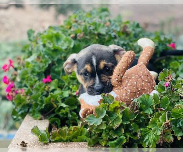 Medium Photo #1 Texas Heeler-Unknown Mix Puppy For Sale in Jackson, CA, USA