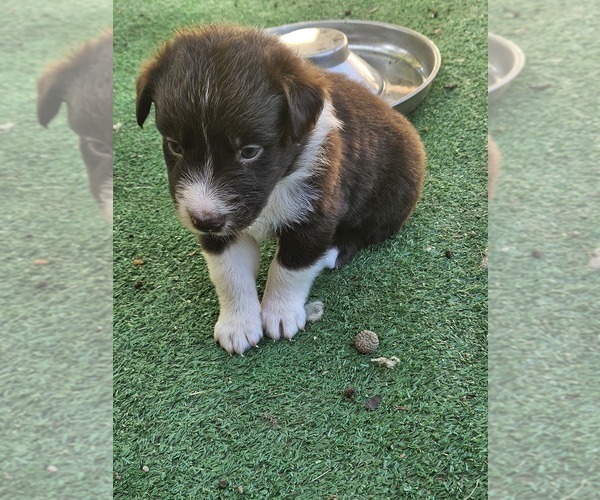 Medium Photo #7 Australian Shepherd Puppy For Sale in NELSON, VA, USA