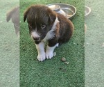 Small Photo #7 Australian Shepherd Puppy For Sale in NELSON, VA, USA