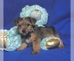 Puppy 1 Yorkshire Terrier
