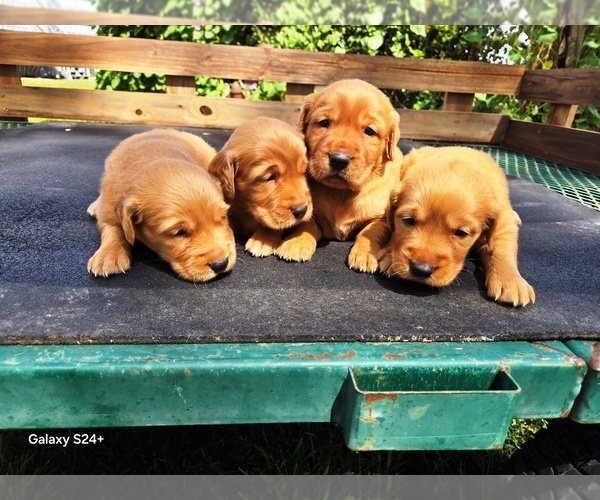 Medium Photo #2 Golden Retriever Puppy For Sale in LEON, KS, USA