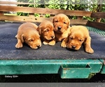 Small #1 Golden Retriever