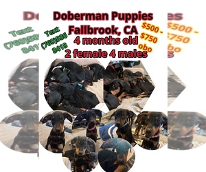 Doberman Pinscher Puppy for sale in FALLBROOK, CA, USA