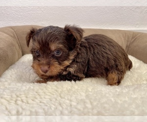 Yorkshire Terrier Puppy for sale in HAYWARD, CA, USA