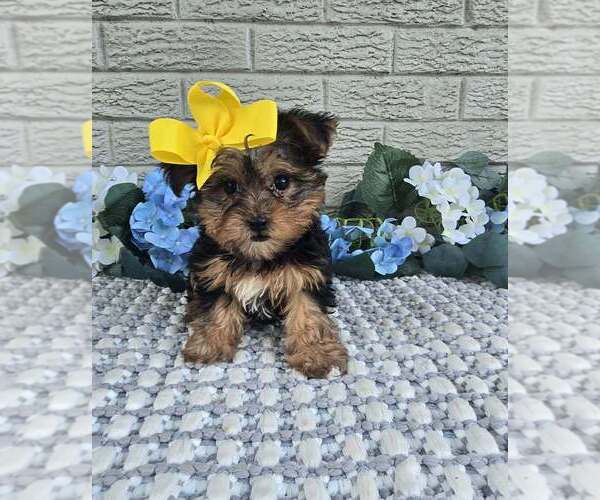 Medium Photo #5 Yorkshire Terrier Puppy For Sale in INDIANAPOLIS, IN, USA