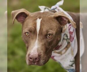 Staffordshire Bull Terrier Dogs for adoption in Rosenberg, TX, USA