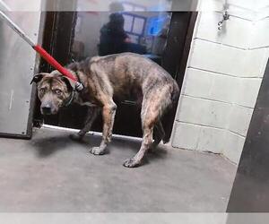 Holland Shepherd-Unknown Mix Dogs for adoption in Tulsa, OK, USA