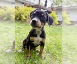 Small #2 Mutt