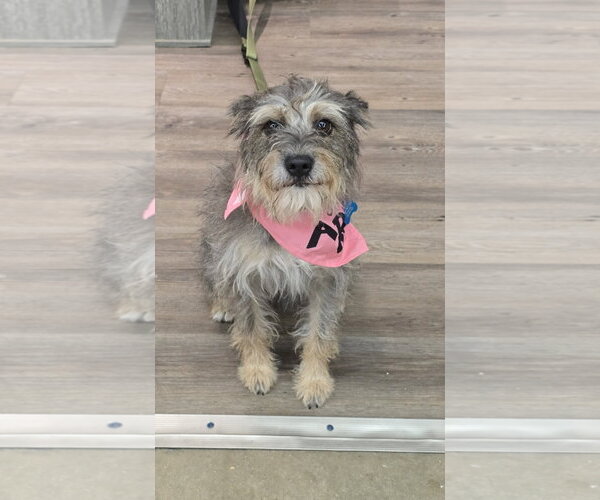 Medium Photo #2 Mutt Puppy For Sale in Rosenberg, TX, USA