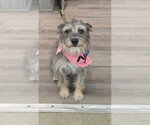 Small Photo #2 Mutt Puppy For Sale in Rosenberg, TX, USA