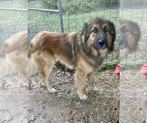 German Shepherd Dog-Unknown Mix Dogs for adoption in Green Forest, AR, USA