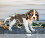 Puppy Sasha Cavalier King Charles Spaniel