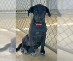 Small American Pit Bull Terrier Mix
