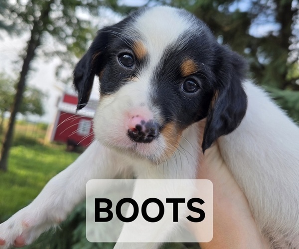 Medium Photo #1 English Setter Puppy For Sale in HANCOCK, MN, USA