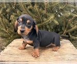Small #3 Dachshund