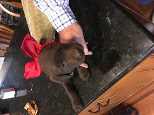 Labrador Retriever Puppy for sale in RICHLAND, MO, USA