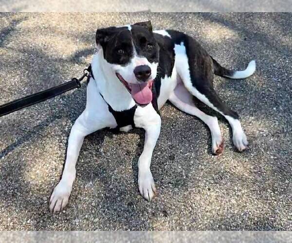 Medium Photo #1 American Bulldog-Unknown Mix Puppy For Sale in Topeka, KS, USA