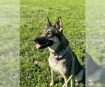 Small #6 German Shepherd Dog