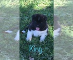 Small Photo #7 Akita Puppy For Sale in CANFIELD, OH, USA