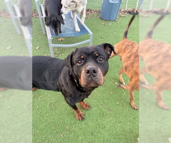 Medium Photo #3 Rottweiler Puppy For Sale in Evansville, IN, USA