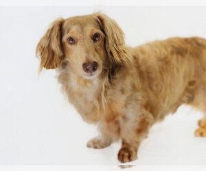 Dachshund Dogs for adoption in York, SC, USA