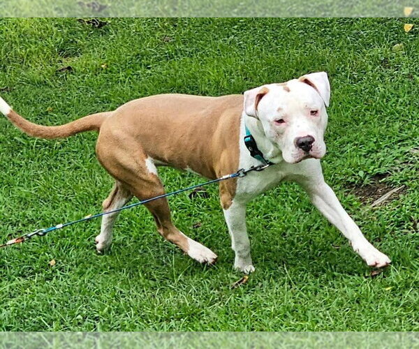 Medium Photo #6 Mutt Puppy For Sale in Evansville, IN, USA