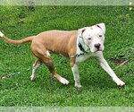 Small #5 Mutt