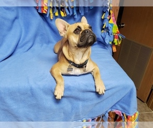 French Bulldog Puppy for sale in PHILIP, SD, USA