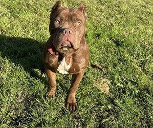 American Bully Puppy for sale in HINESVILLE, GA, USA