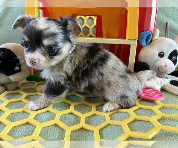 Medium Photo #1 Chihuahua Puppy For Sale in NEWVILLE, PA, USA