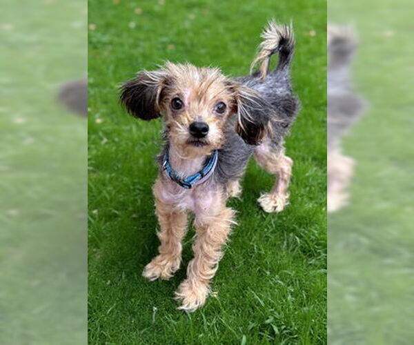 Medium Photo #1 Mutt Puppy For Sale in Fremont, CA, USA