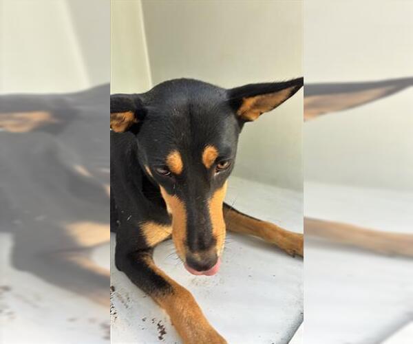 Medium Photo #1 Doberman Pinscher Puppy For Sale in Houston, TX, USA